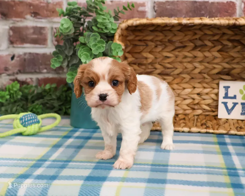 AKC Keanu  – Cavalier King Charles Spaniel puppy for sale in Syracuse, IN