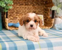 AKC Keanu , a male Cavalier King Charles Spaniel for sale in Syracuse, IN – Photo 5 of 7