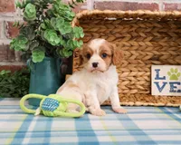 AKC Keanu , a male Cavalier King Charles Spaniel for sale in Syracuse, IN – Photo 3 of 7