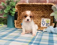 AKC Keanu , a male Cavalier King Charles Spaniel for sale in Syracuse, IN – Photo 2 of 7