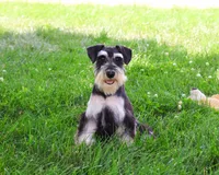 AKC Azriel, a male Miniature Schnauzer for sale in Syracuse, IN – 1 of 10