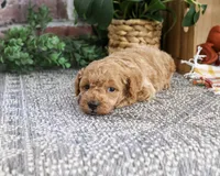 AKC Atlas, a male Poodle - Miniature  for sale in Syracuse, IN – 2 of 4