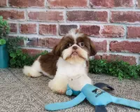 AKC Andre , a male Shih Tzu for sale in Syracuse, IN – 1 of 9