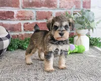 AKC Ranger , a male Miniature Schnauzer for sale in Syracuse, IN – Photo 2 of 7