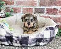 AKC Ranger , a male Miniature Schnauzer for sale in Syracuse, IN – Photo 4 of 7