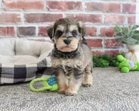 AKC Ranger , a male Miniature Schnauzer for sale in Syracuse, IN – Photo 5 of 7