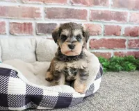 AKC Ranger , a male Miniature Schnauzer for sale in Syracuse, IN – Photo 3 of 7