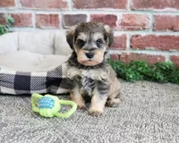 AKC Ranger , a male Miniature Schnauzer for sale in Syracuse, IN – Photo 1 of 7