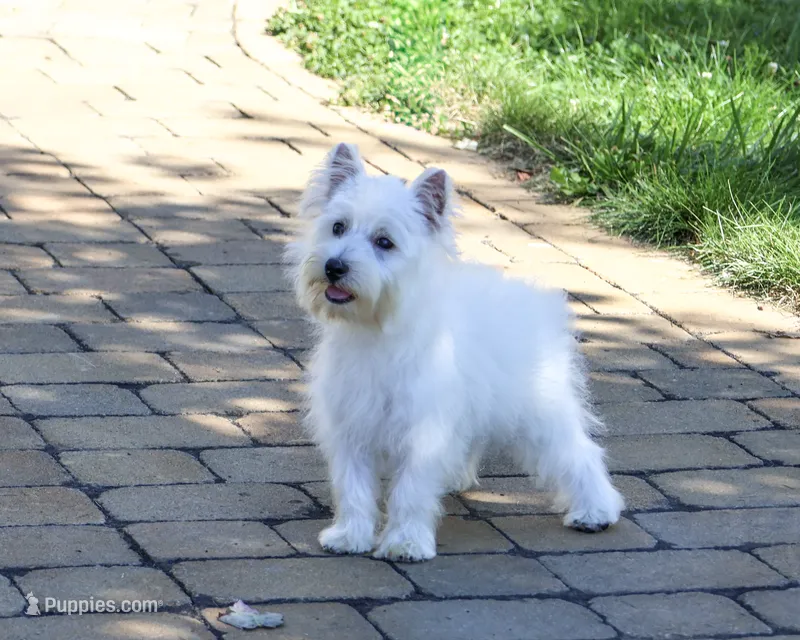 AKC Caroline – West Highland White Terrier puppy for sale in Syracuse, IN