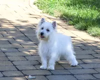 AKC Caroline, a female West Highland White Terrier for sale in Syracuse, IN – 1 of 10