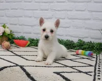 AKC Quincey , a female West Highland White Terrier for sale in Syracuse, IN – 2 of 10