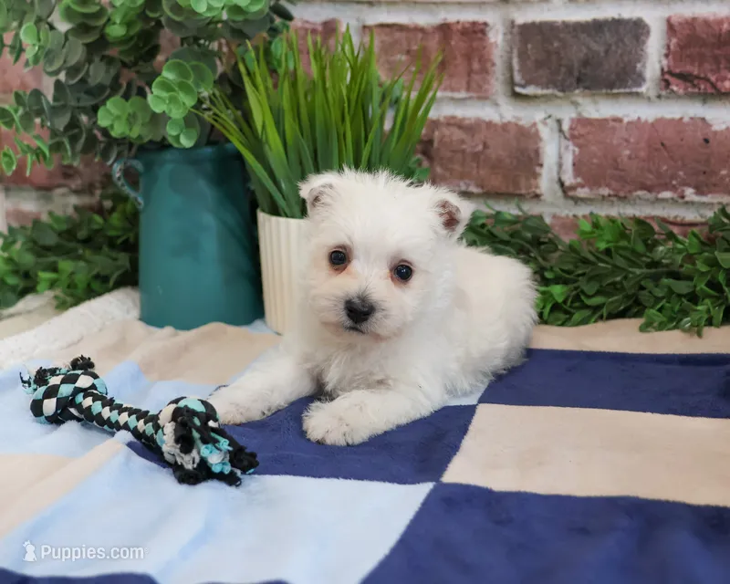 AKC Stefan – West Highland White Terrier puppy for sale in Syracuse, IN