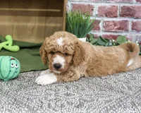 F1B Lenny, a male Goldendoodle for sale in Syracuse, IN – 4 of 4