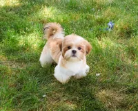 AKC Fox , a male Shih Tzu for sale in Syracuse, IN – 3 of 10
