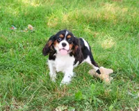 AKC Kaiden , a male Cavalier King Charles Spaniel for sale in Syracuse, IN – 2 of 8
