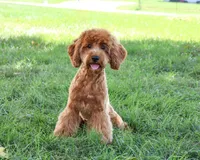 F1B Amore, a female Cavapoo for sale in Syracuse, IN – 2 of 10