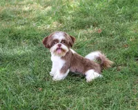 AKC Andre , a male Shih Tzu for sale in Syracuse, IN – 2 of 10