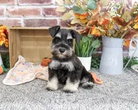 AKC Landon, a male Miniature Schnauzer for sale in Syracuse, IN – 4 of 10