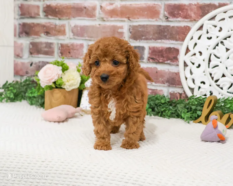 F1B Matilda  – Cavapoo puppy for sale in Syracuse, IN