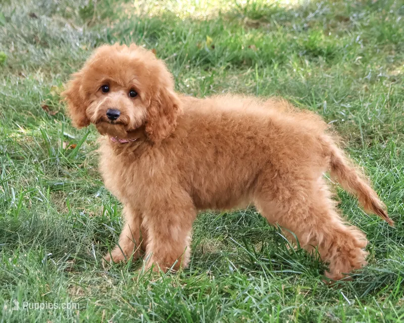 F1B Chanel – Cavapoo puppy for sale in Syracuse, IN