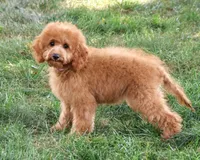 F1B Chanel, a female Cavapoo for sale in Syracuse, IN – 5 of 10