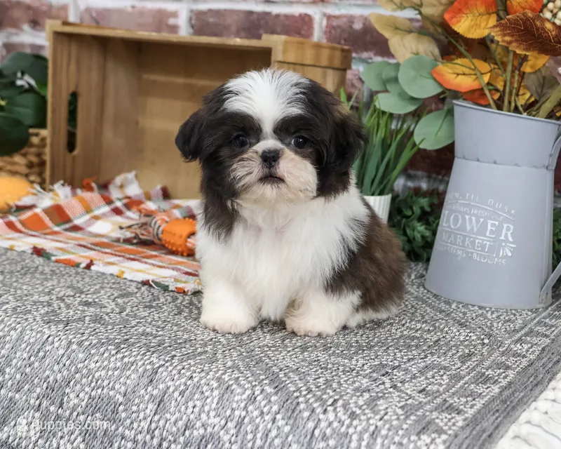 AKC Abel – Shih Tzu puppy for sale in Syracuse, IN