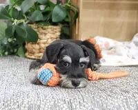 AKC Jonah, a male Miniature Schnauzer for sale in Syracuse, IN – 2 of 10