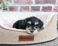 AKC Janelle, a female Miniature Schnauzer for sale in Syracuse, IN – 6 of 6