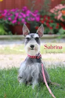 Sabrina , a female Miniature Schnauzer for sale in Syracuse, IN – Photo 2 of 2