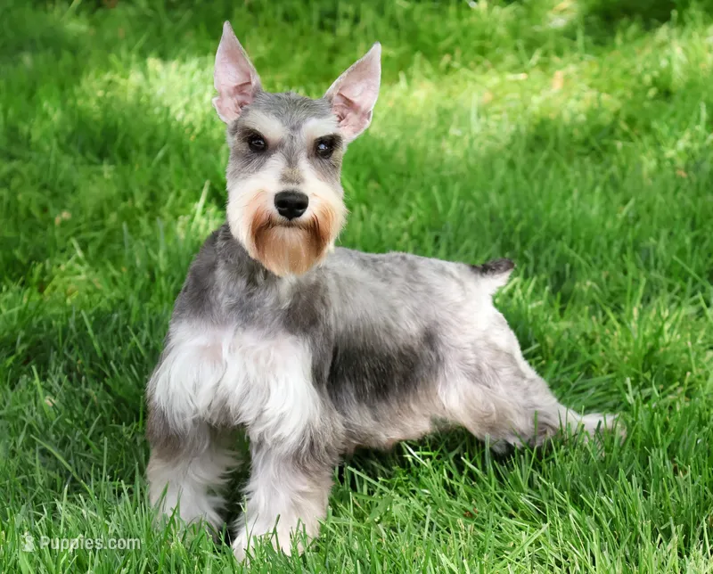 Sabrina  – Miniature Schnauzer puppy for sale in Syracuse, IN