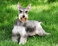 Sabrina , a female Miniature Schnauzer for sale in Syracuse, IN – Photo 1 of 2