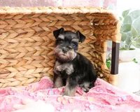 AKC Stormi , a female Miniature Schnauzer for sale in Syracuse, IN – Photo 4 of 8