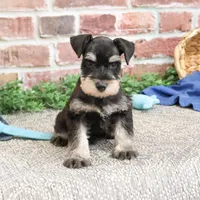 AKC Sherman, a male Miniature Schnauzer for sale in Syracuse, IN – Photo 7 of 10