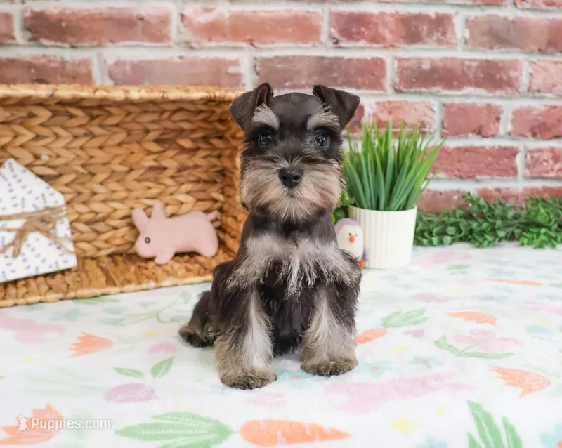 AKC Stormi  – Miniature Schnauzer puppy for sale in Syracuse, IN