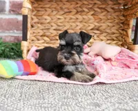 AKC Stormi , a female Miniature Schnauzer for sale in Syracuse, IN – Photo 3 of 8