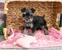 AKC Stormi , a female Miniature Schnauzer for sale in Syracuse, IN – Photo 6 of 8