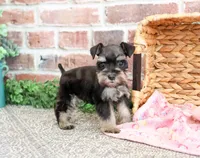 AKC Stormi , a female Miniature Schnauzer for sale in Syracuse, IN – Photo 2 of 8
