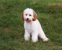 F1 Emerald, a female Cavapoo for sale in Syracuse, IN – 2 of 10