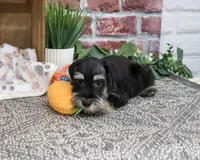AKC Jonah, a male Miniature Schnauzer for sale in Syracuse, IN – 5 of 10