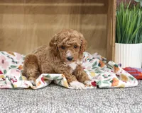 AKC Alaina, a female Poodle - Miniature  for sale in Syracuse, IN – 4 of 6