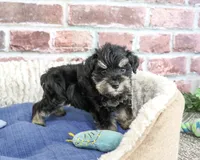 AKC Jimmy, a male Miniature Schnauzer for sale in Syracuse, IN – 2 of 6