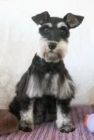 Penelope, a female Miniature Schnauzer for sale in Syracuse, IN – 2 of 2
