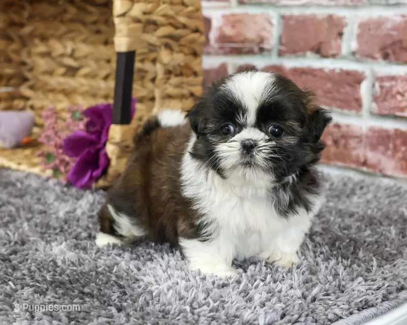 AKC Alice – Shih Tzu puppy for sale in Syracuse, IN