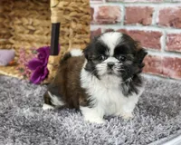 AKC Alice, a female Shih Tzu for sale in Syracuse, IN – 1 of 5