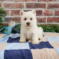 AKC Gizmo, a male West Highland White Terrier for sale in Syracuse, IN – Photo 2 of 8
