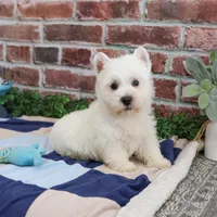 AKC Gizmo, a male West Highland White Terrier for sale in Syracuse, IN – Photo 6 of 8