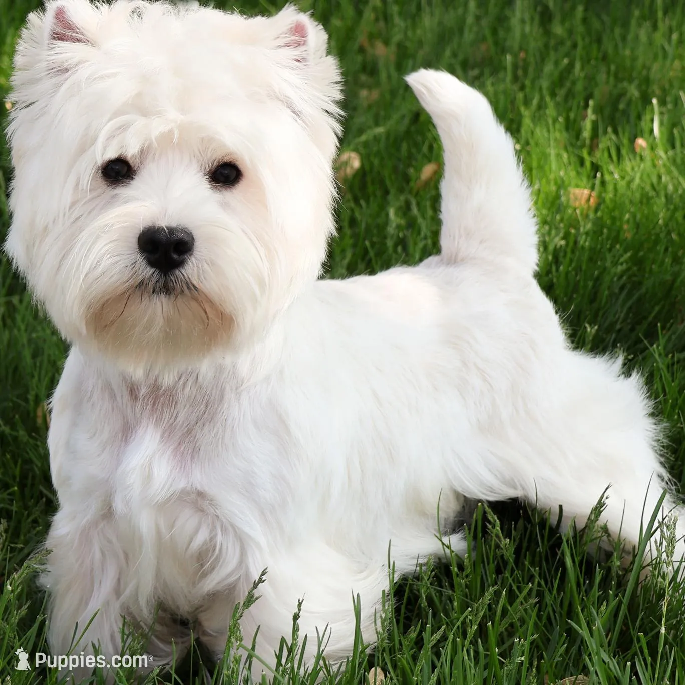 AKC Gizmo, a male West Highland White Terrier for sale in Syracuse, IN – Photo 8 of 8