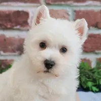 AKC Gizmo, a male West Highland White Terrier for sale in Syracuse, IN – Photo 1 of 8