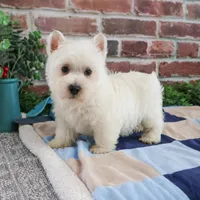 AKC Gizmo, a male West Highland White Terrier for sale in Syracuse, IN – Photo 5 of 8