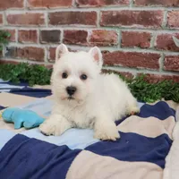 AKC Gizmo, a male West Highland White Terrier for sale in Syracuse, IN – Photo 4 of 8